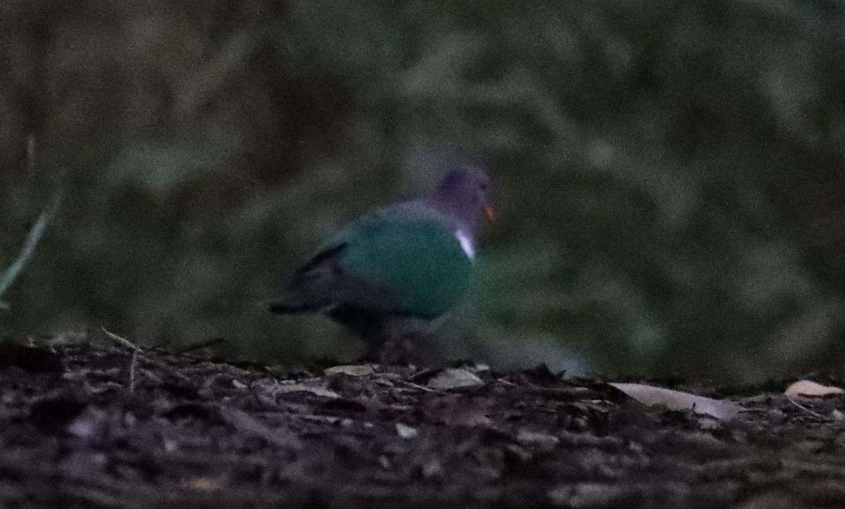 Pacific Emerald Dove - ML637937650