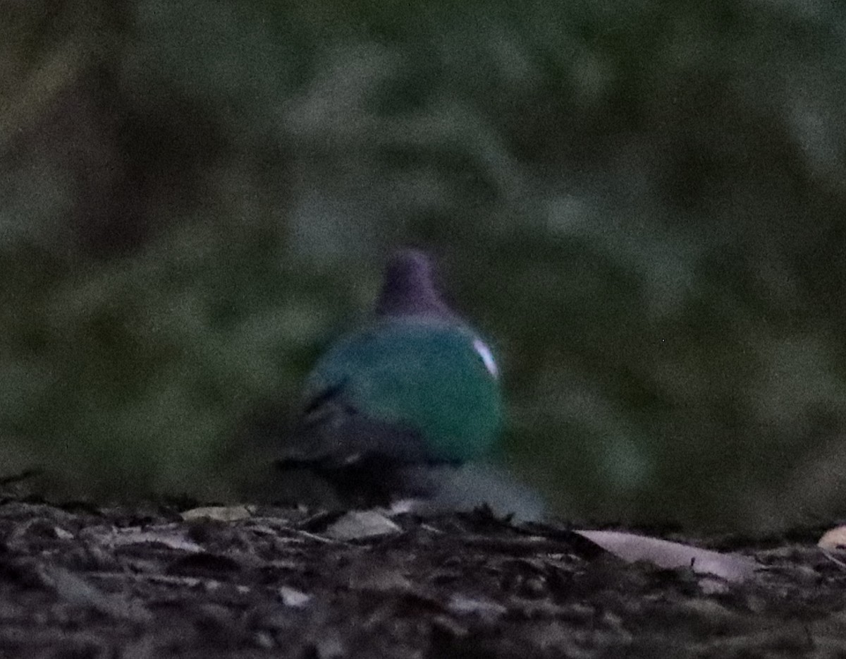 Pacific Emerald Dove - ML637937651