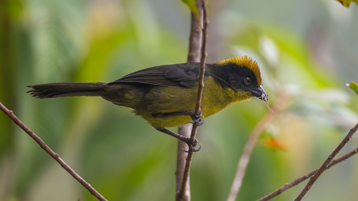 Choco Brushfinch - ML637937661