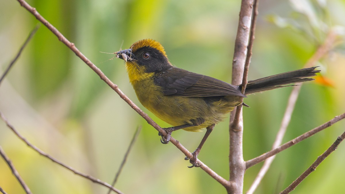 Choco Brushfinch - ML637937662