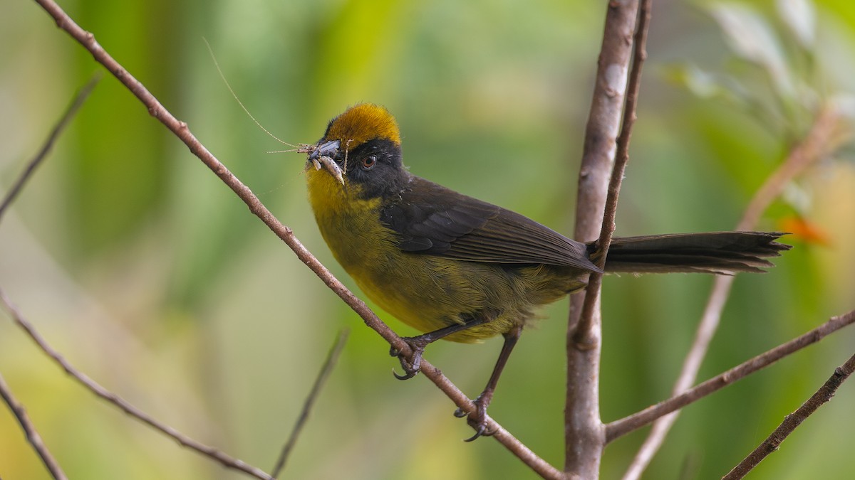 Choco Brushfinch - ML637937663