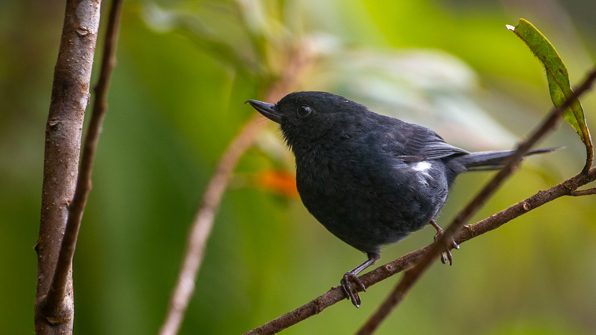 White-sided Flowerpiercer - ML637937667