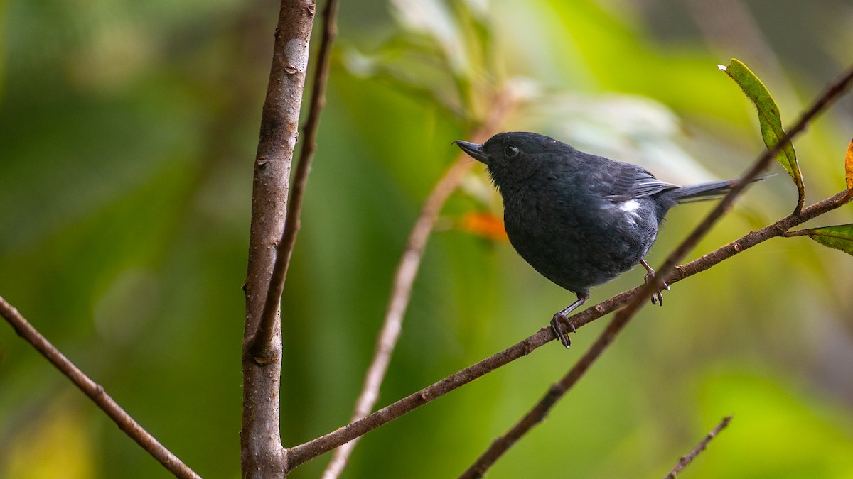 White-sided Flowerpiercer - ML637937668