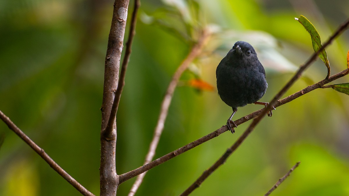 White-sided Flowerpiercer - ML637937669