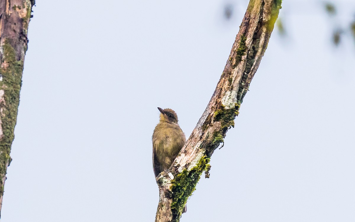 bulbul brýlatý - ML637937695
