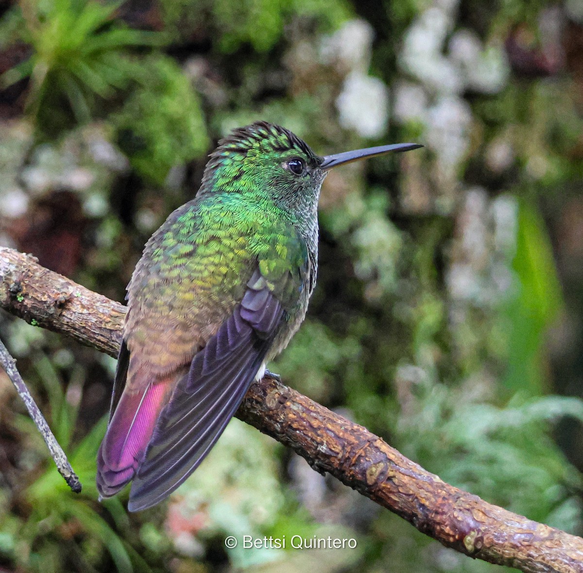 Green-bellied Hummingbird - ML637937696