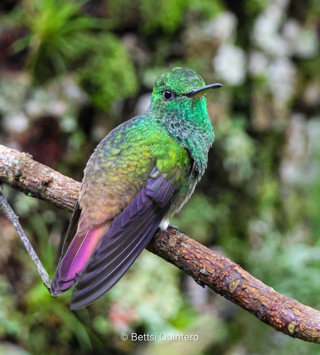 Green-bellied Hummingbird - ML637937698