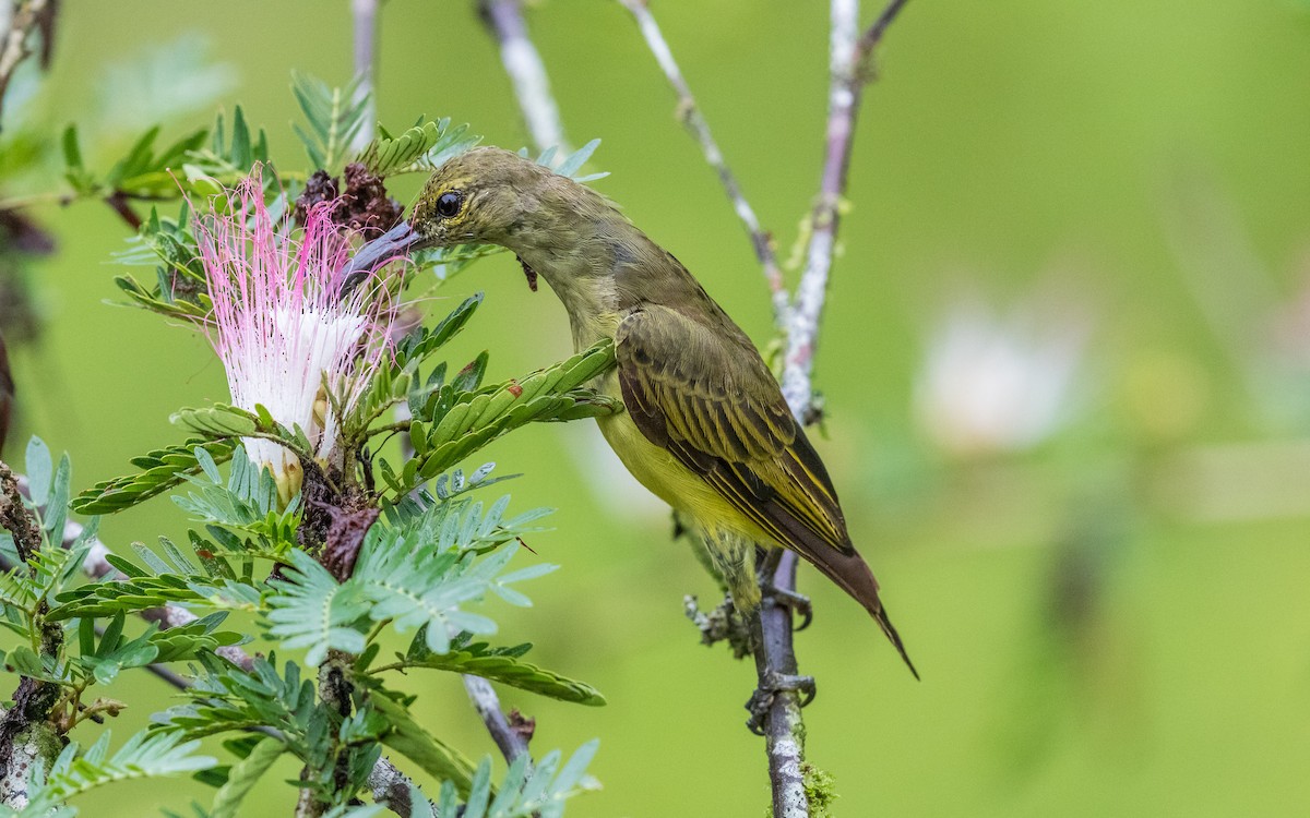 Thick-billed Spiderhunter - ML637937722