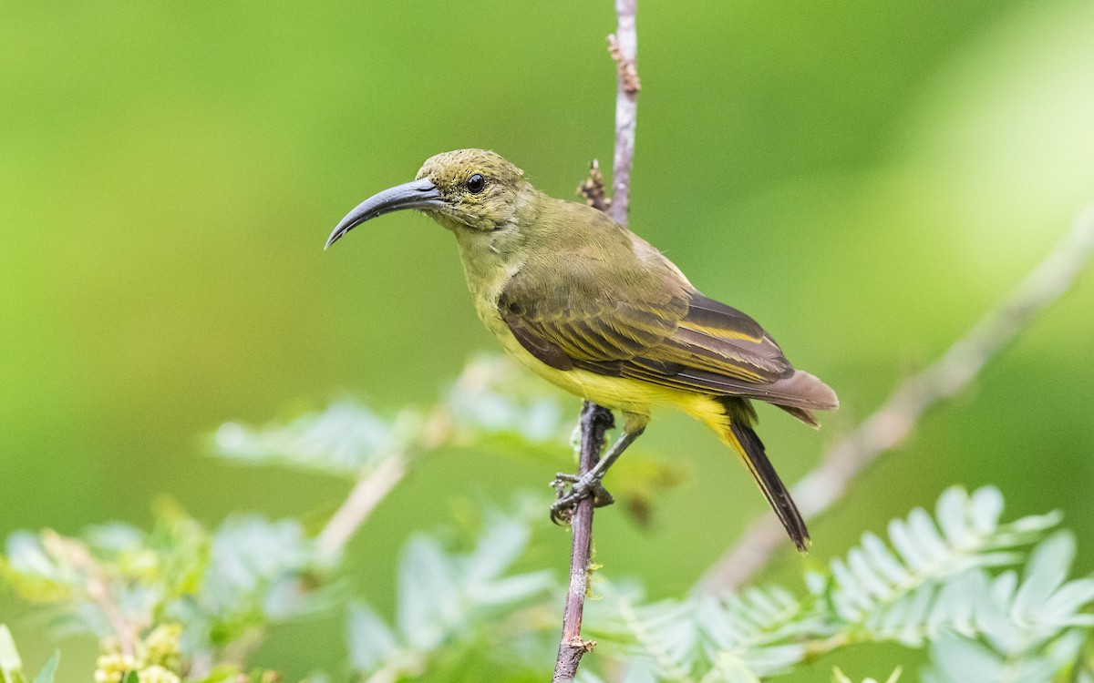 Thick-billed Spiderhunter - ML637937723