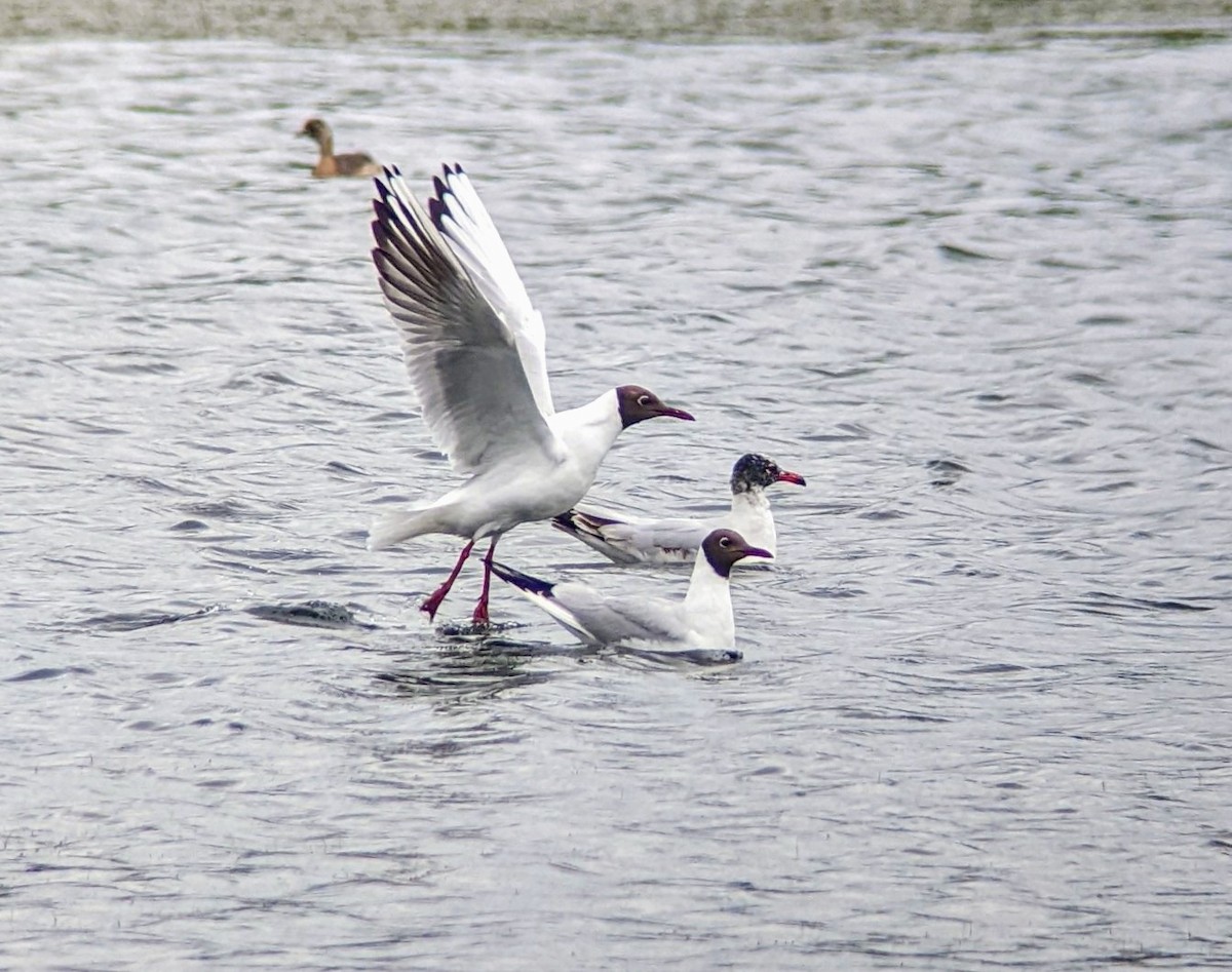 Mediterranean Gull - ML637937729