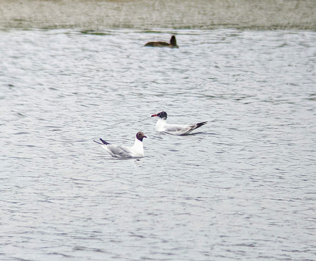 Mediterranean Gull - ML637937730