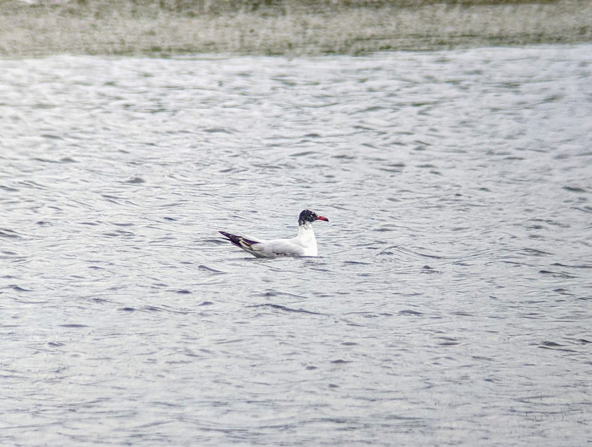 Mediterranean Gull - ML637937731