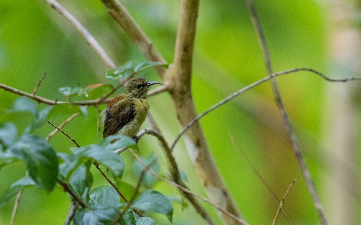 Crimson Sunbird - ML637937738