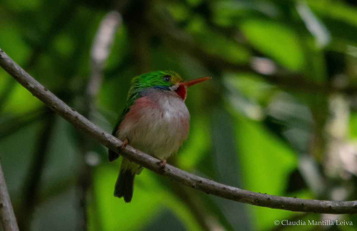 Cuban Tody - ML637937753