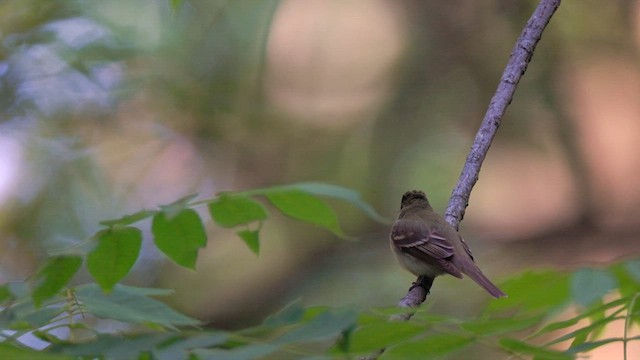 Acadian Flycatcher - ML637937777