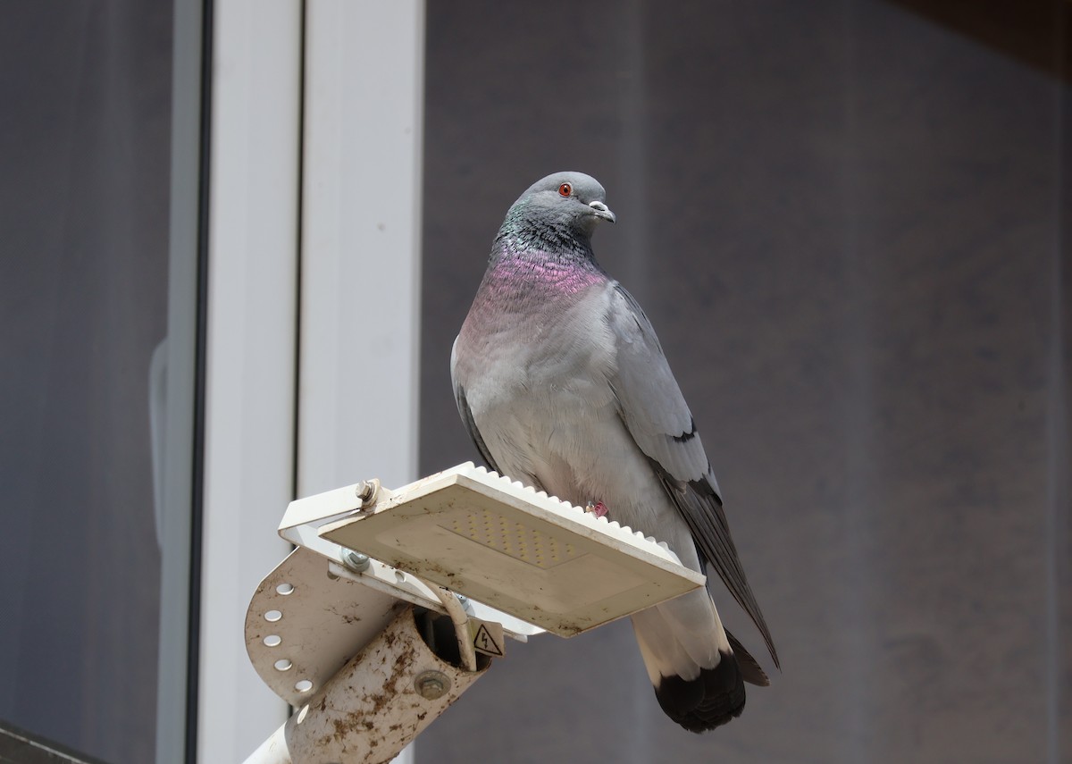 Hill Pigeon - ML637937786