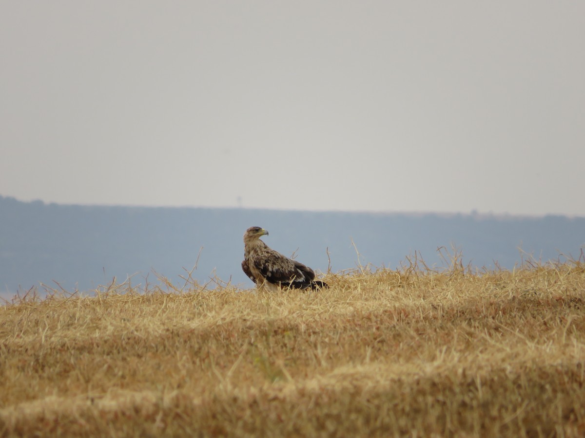 Spanish Eagle - ML637937799