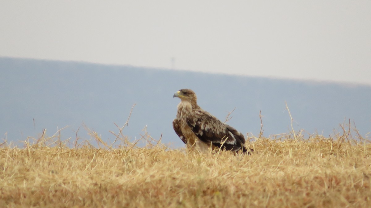 Spanish Eagle - ML637937800