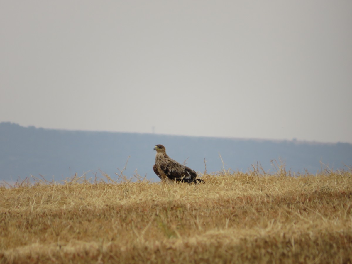 Spanish Eagle - ML637937801
