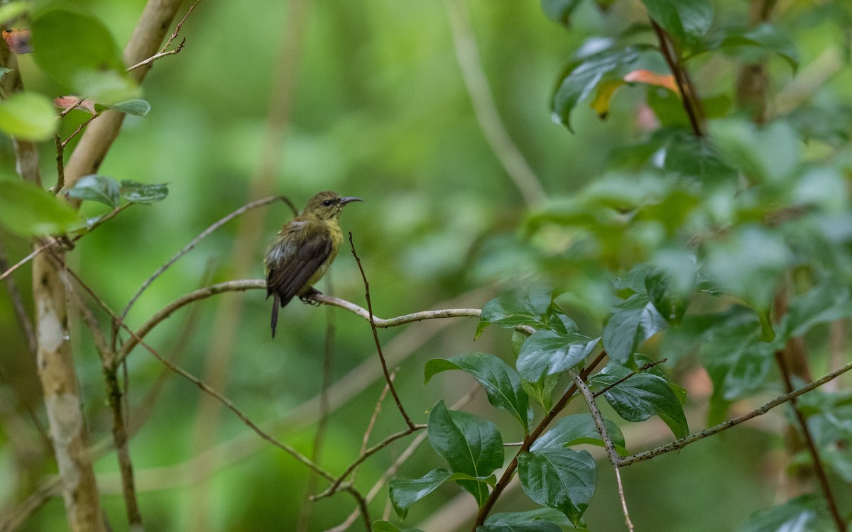 Crimson Sunbird - ML637937865