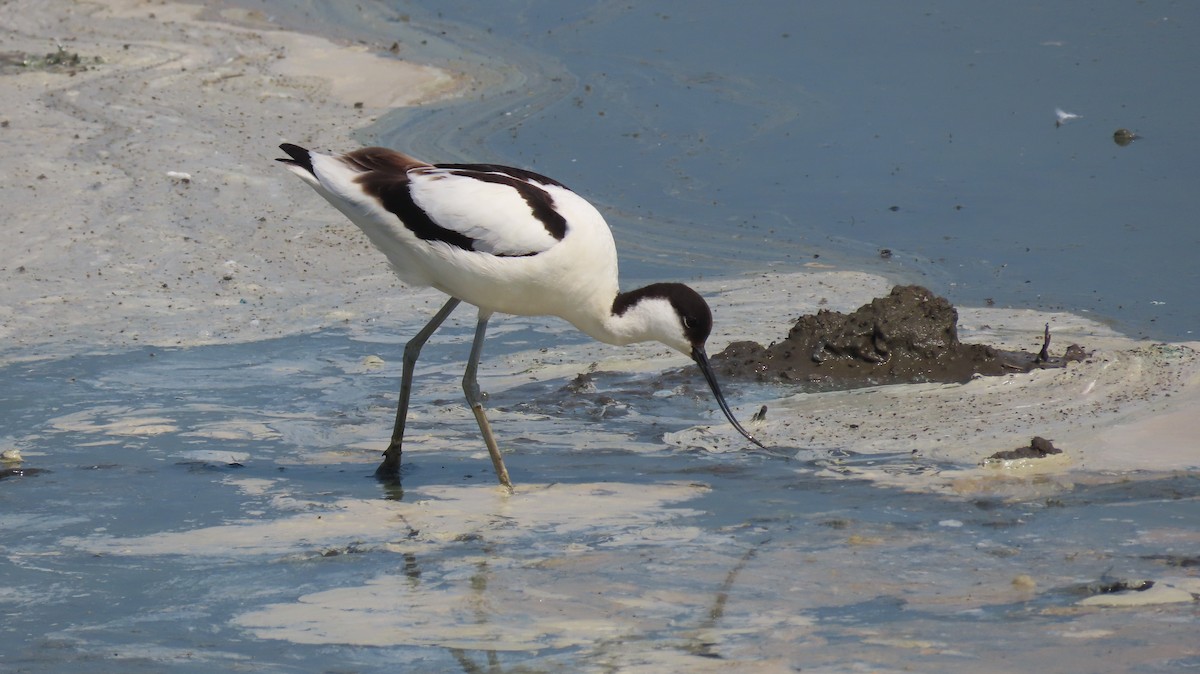 Avocetta - ML637937880