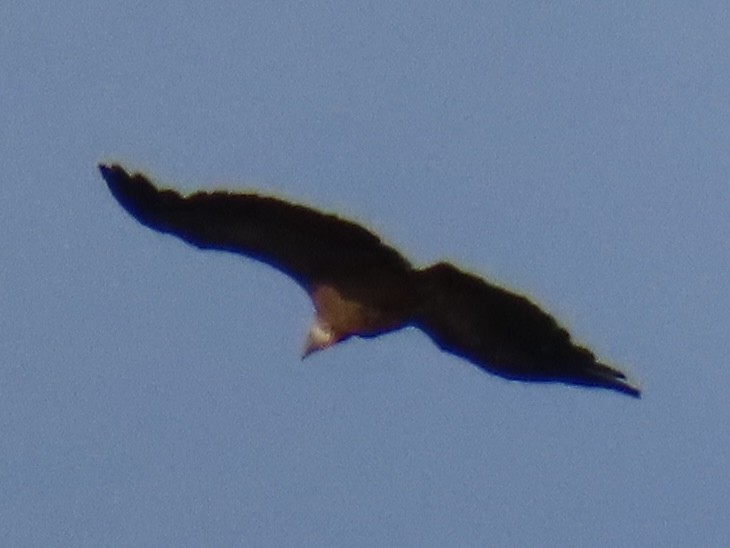 Eurasian Griffon - ML637937890