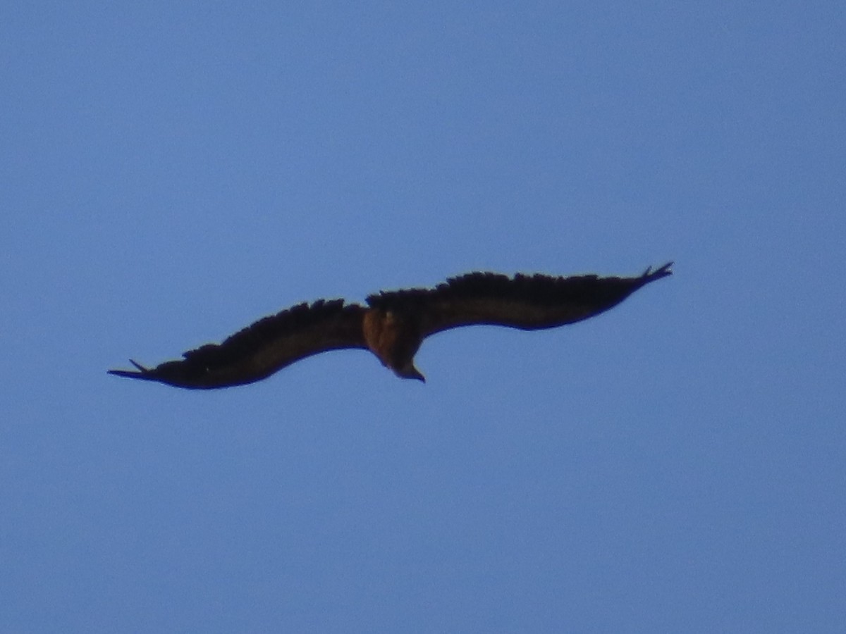 Eurasian Griffon - ML637937891