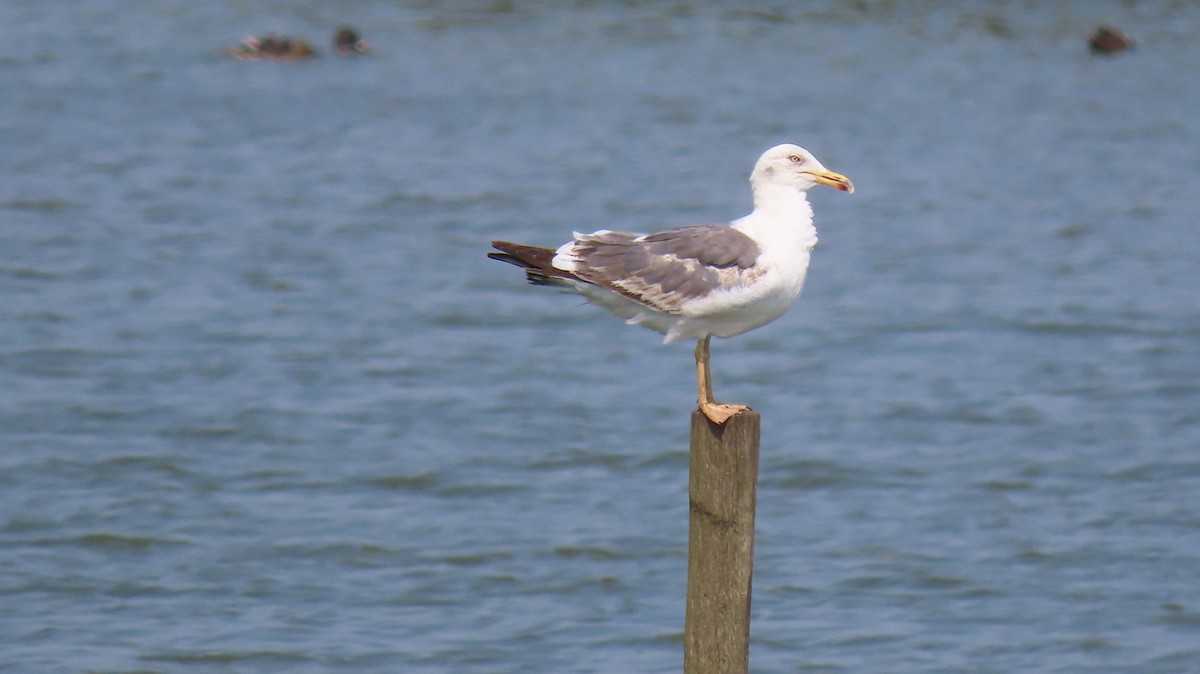 Lesser Black-backed Gull - ML637937915