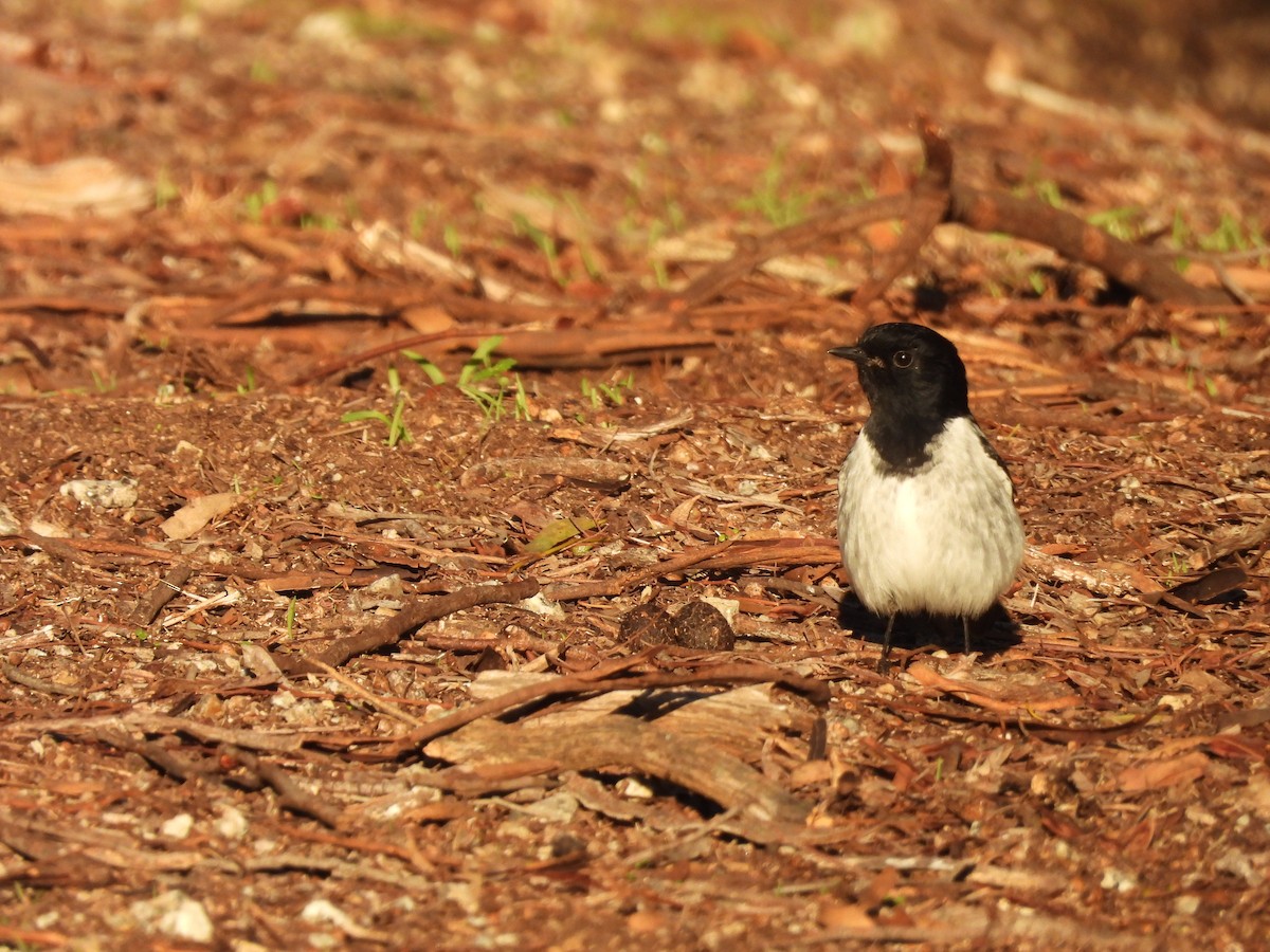 Hooded Robin - ML637937975