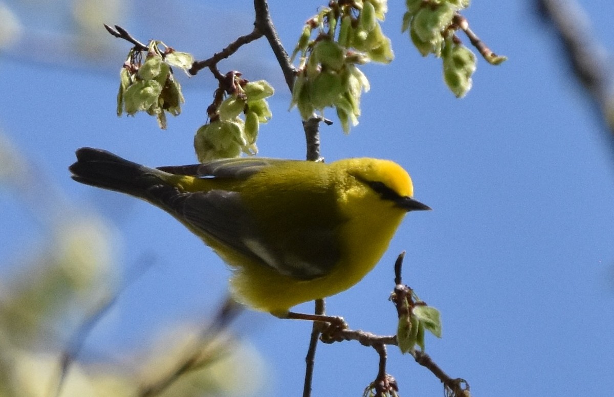 Blue-winged Warbler - ML637937993