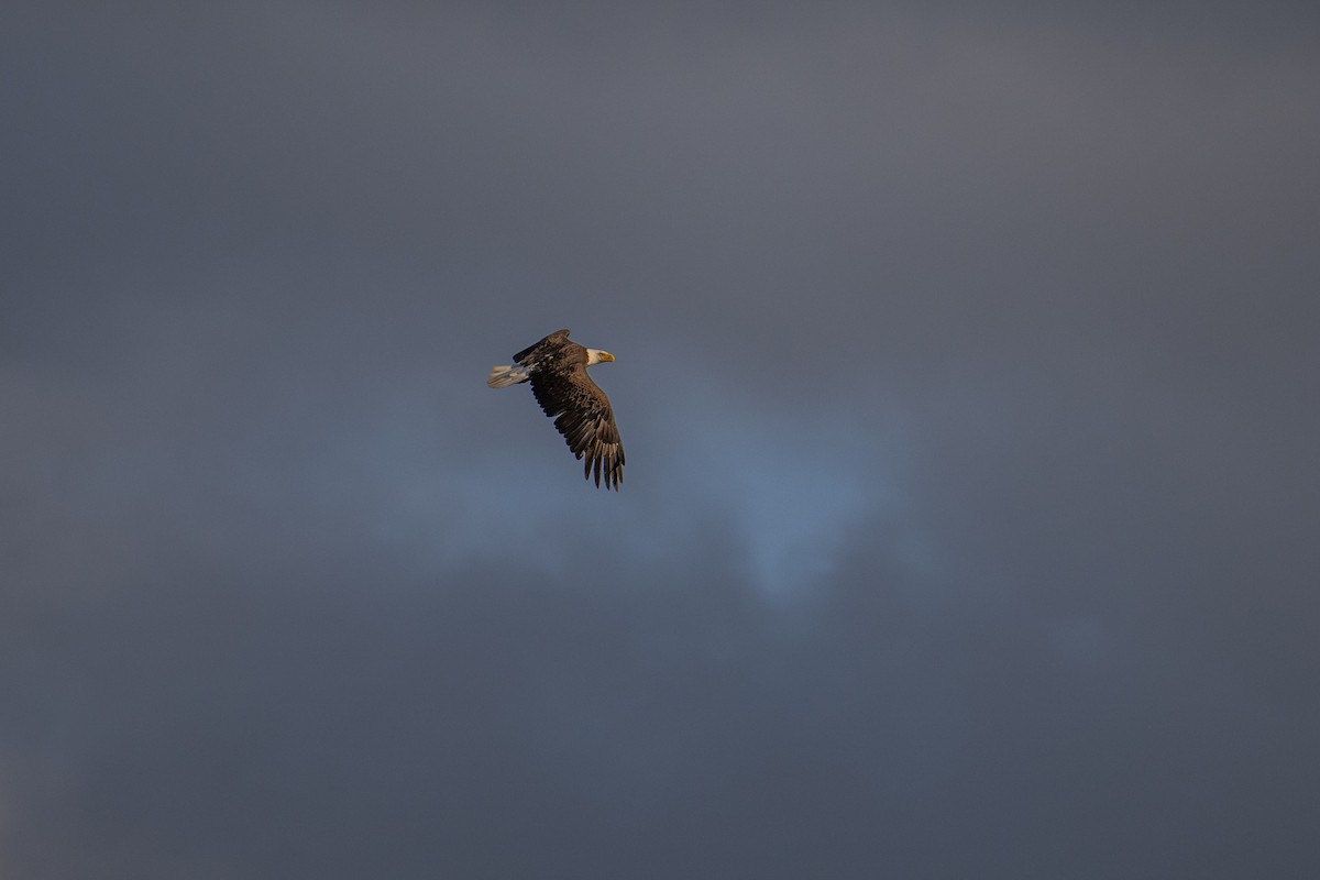 Bald Eagle - ML637938039