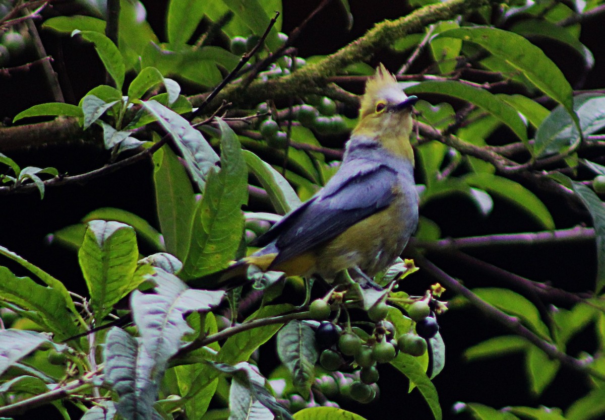 Long-tailed Silky-flycatcher - ML637938040