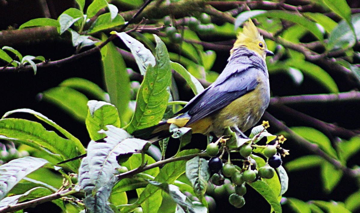 Long-tailed Silky-flycatcher - ML637938041