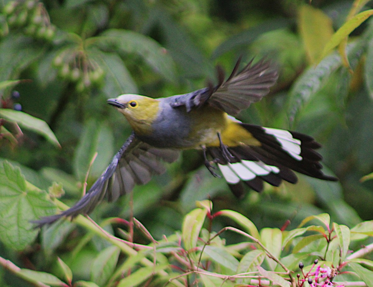 Long-tailed Silky-flycatcher - ML637938042