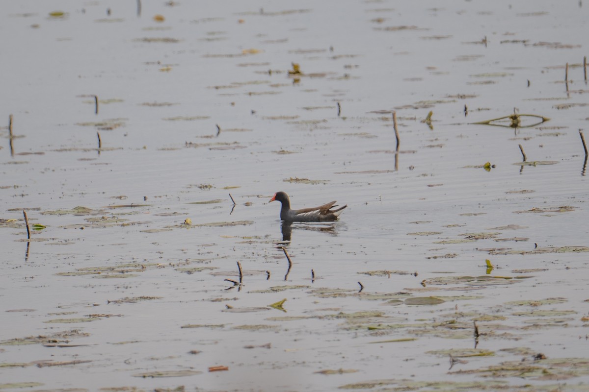 Common Gallinule - ML637938069