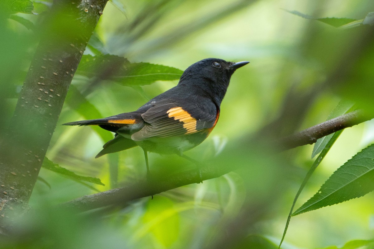 American Redstart - ML637938105