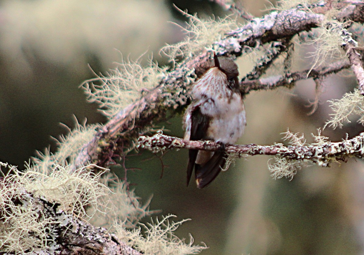 kalypta vulkánová - ML637938128