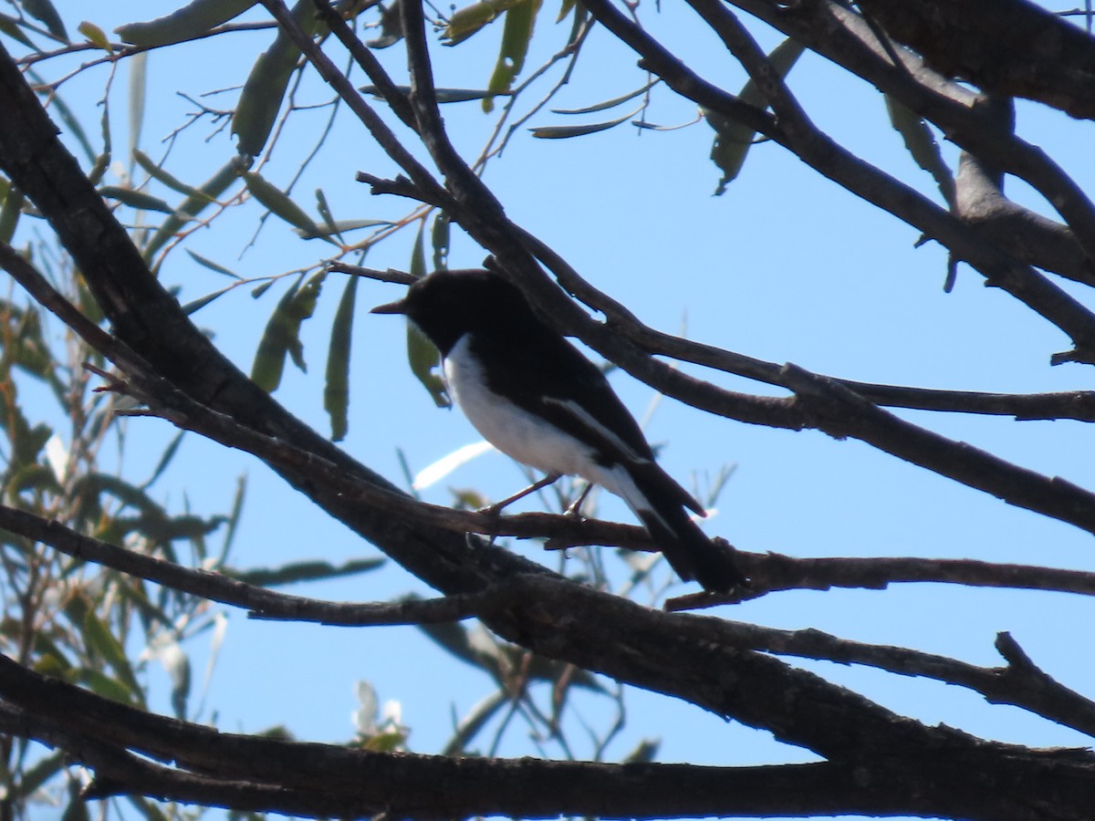 Hooded Robin - ML637938133