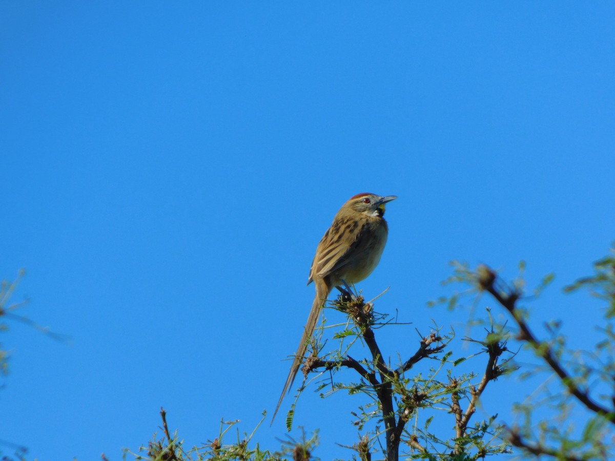 Chotoy Spinetail - ML637938154