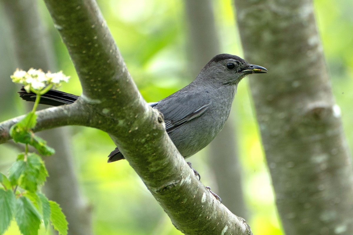 Gray Catbird - ML637938210
