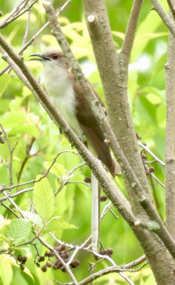 Black-billed Cuckoo - ML637938254