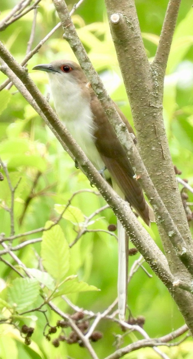 Black-billed Cuckoo - ML637938255