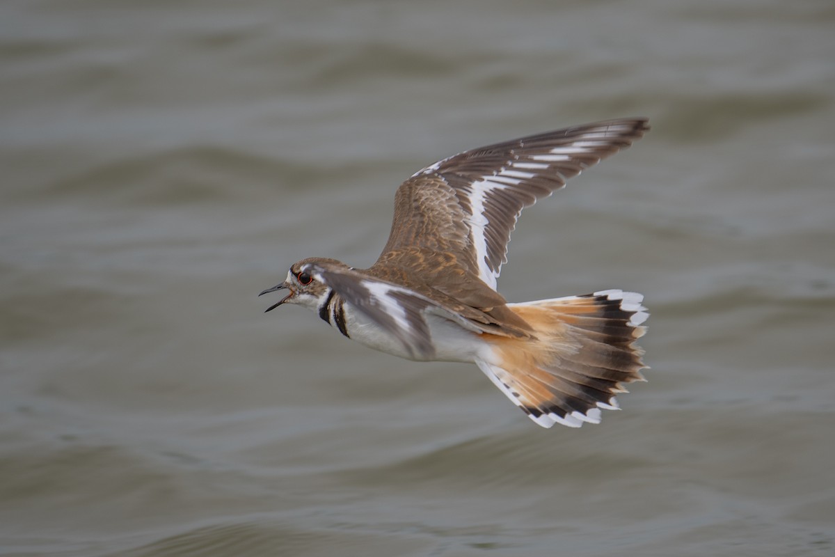 Killdeer - ML637938262