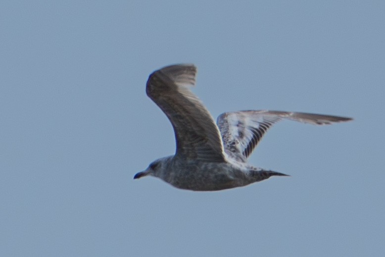 racek polární (ssp. thayeri) - ML637938273