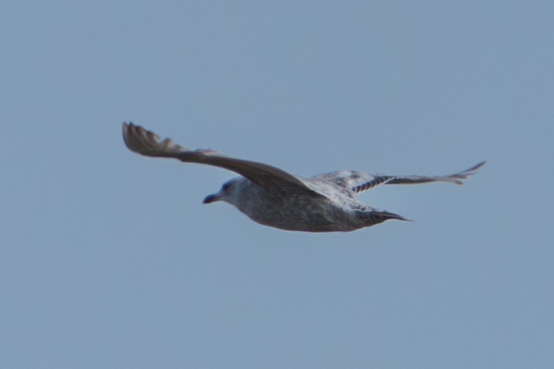 racek polární (ssp. thayeri) - ML637938276
