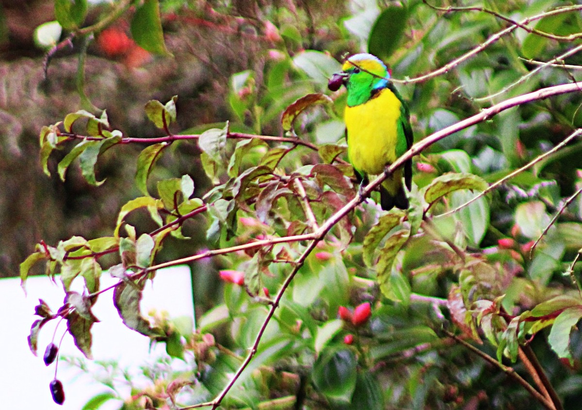 Golden-browed Chlorophonia - ML637938295