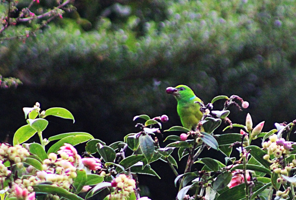Golden-browed Chlorophonia - ML637938296