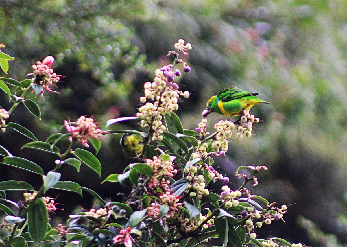 Golden-browed Chlorophonia - ML637938297
