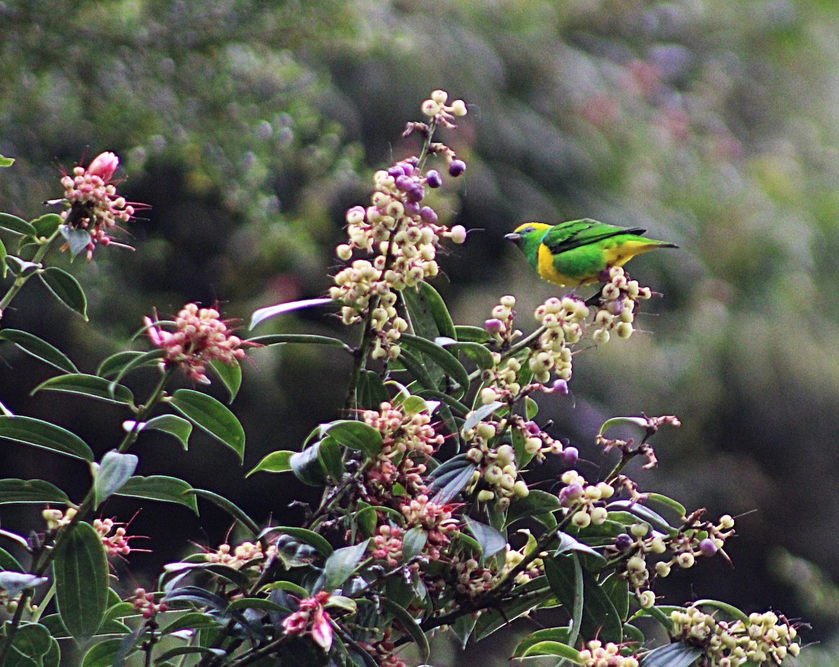 Golden-browed Chlorophonia - ML637938298