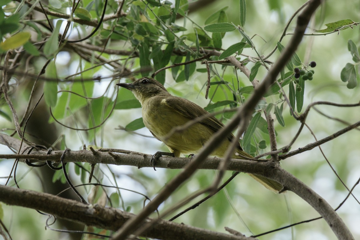 Yellow-bellied Greenbul - ML637938301